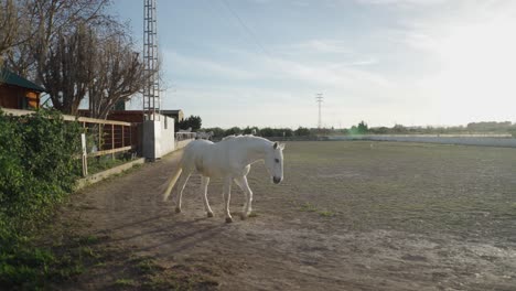 white horse in a countryside arena