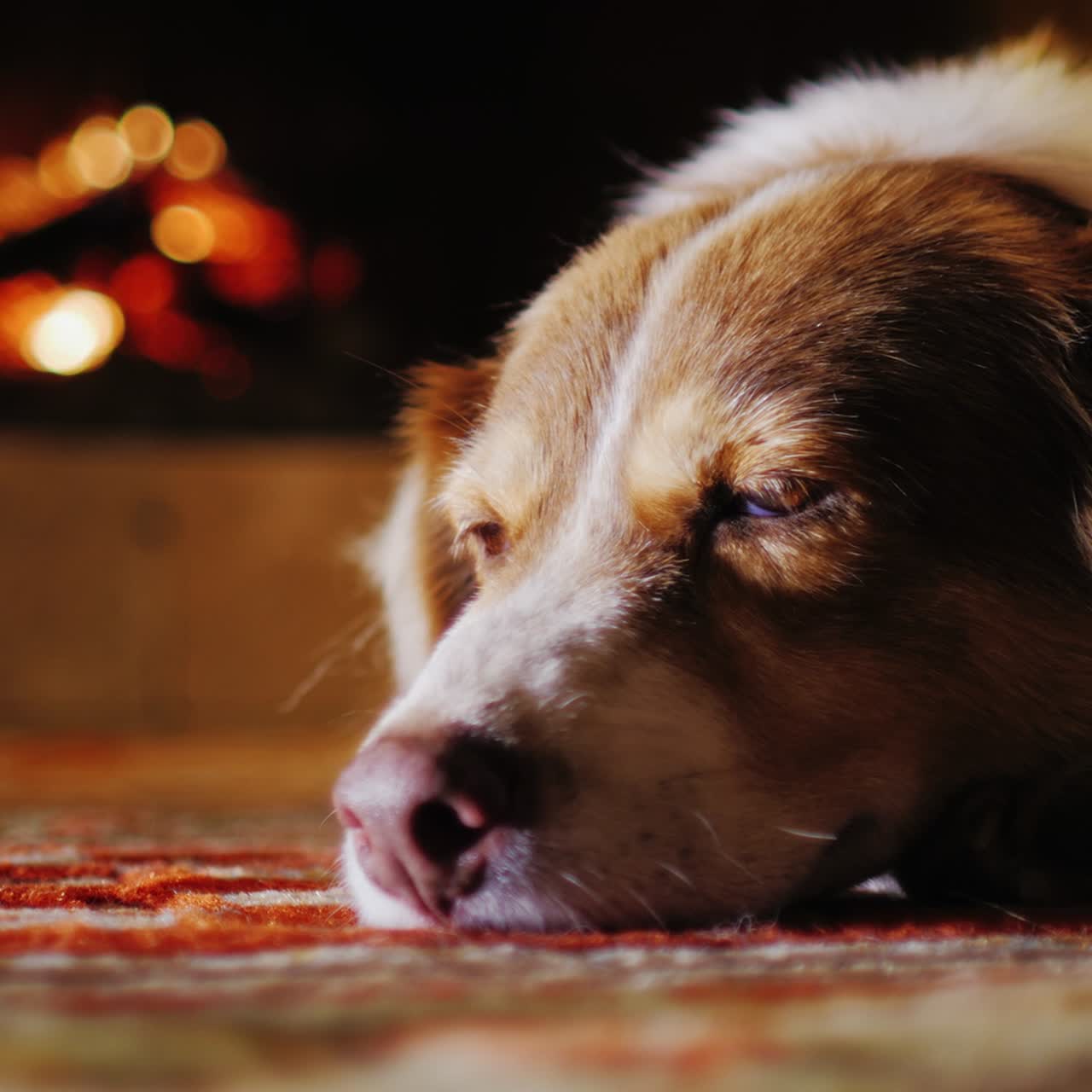 perro acostado en una casa acogedora cerca de la chimenea 3
