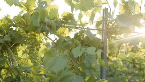 vineyard beautiful footage at dusk around sunset