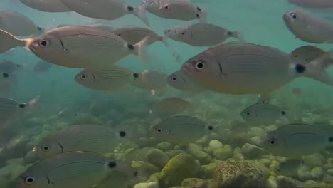 Shoals-of-fish-circle-around-the-camera-on-a-beach-with-green-waters-and-rocky-bottoms-in-the-Mediterranean-Sea