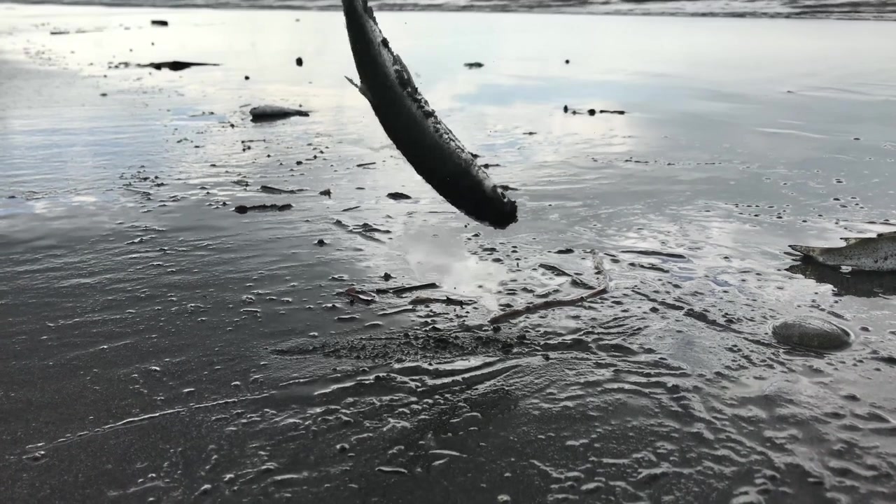 Filmato 4K ad alta definizione di un pesce che salta a riva dopo l'abbondante pescato di un pescatore