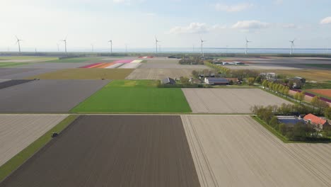 dutch agricultural landscape with tulip fields and wind turbines by the sea