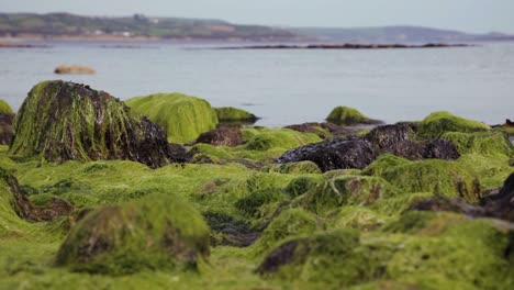 green moss covering a rocky coast shoreline