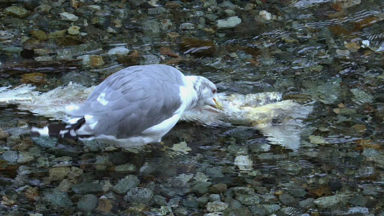 Seagull eats dead fish in shallow salmon spawning river water, Alaska
