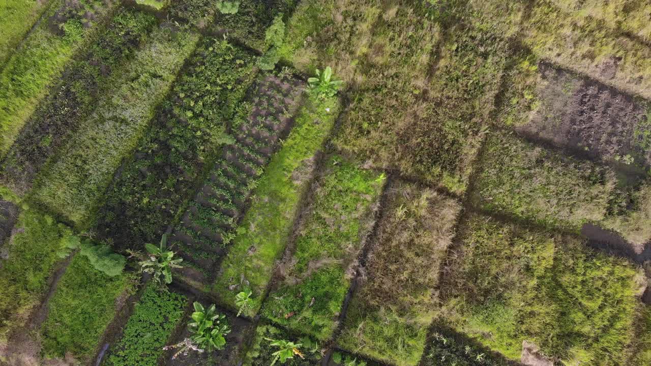 Flying over green traditional garden plots, Papua New Guinea agriculture