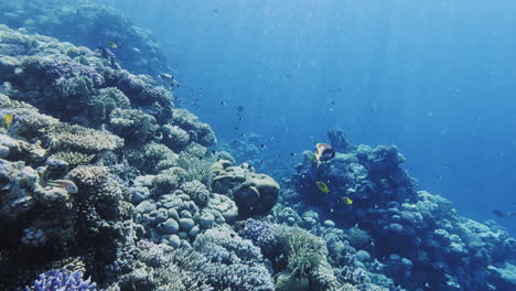 following a colourful fish in a shallow reef during sunny day, the sunrays are hitting the reef through the water