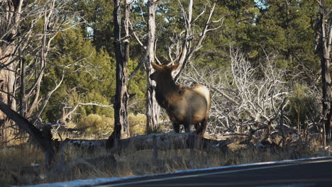 alces salvajes al lado de la carretera mientras el tráfico pasa cerca del campamento de mather, ee.uu.