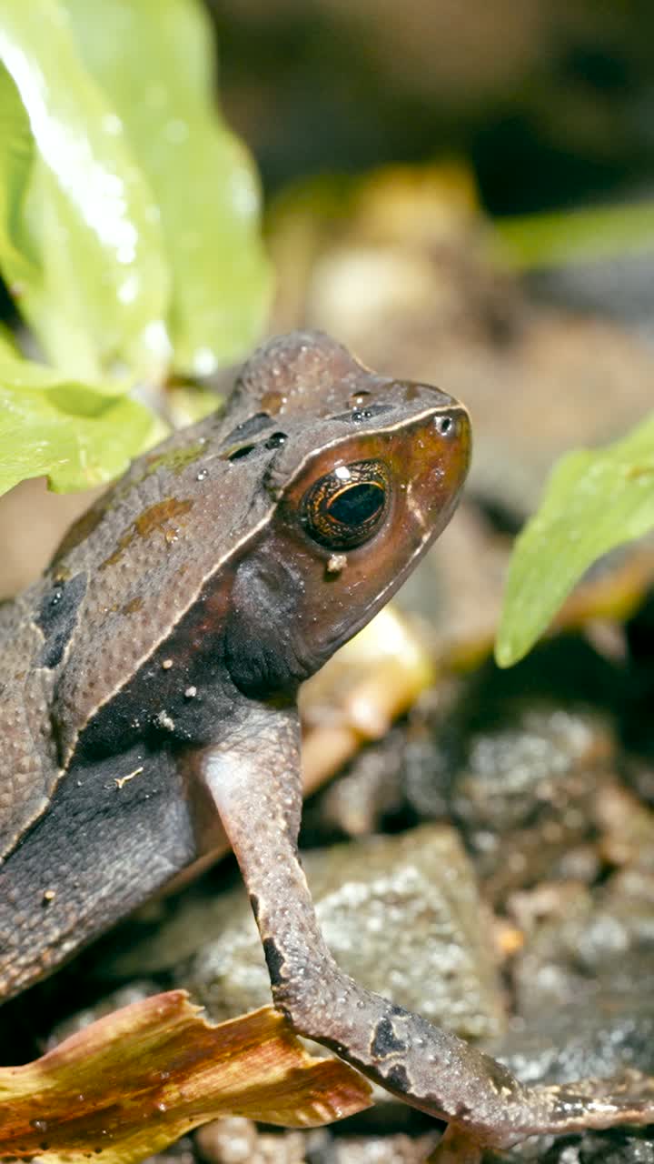Close-up of a Frog