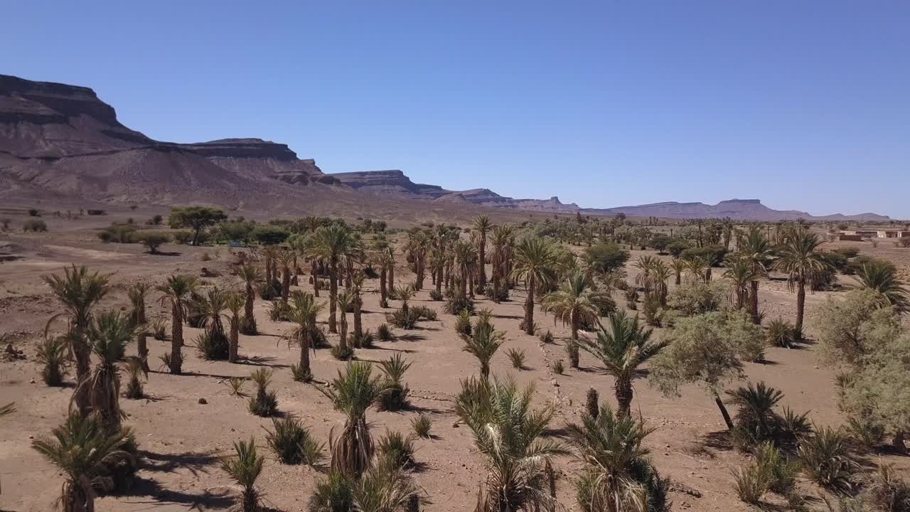 항공: 사하라 사막의 야자수