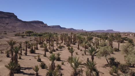 aerial: palm trees in sahara desert