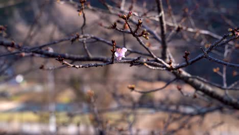 Einzelne-Früh-Blühende-Sakura-Am-Baum-Vor-Verschwommenem-Hintergrund