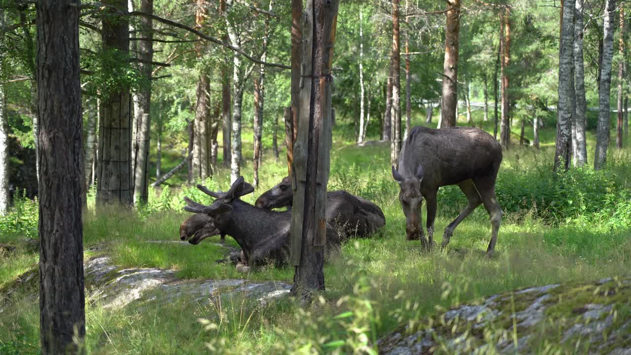 Moose family relaxing in the sun close to roadside in Norway - Cow arriving and gently laying down in grass close to bull - Static