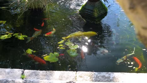 a stone pond with its red, black, yellow fish, water lily, in the foreground a tree trunk