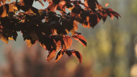 detalle de ramas doradas moviéndose al atardecer