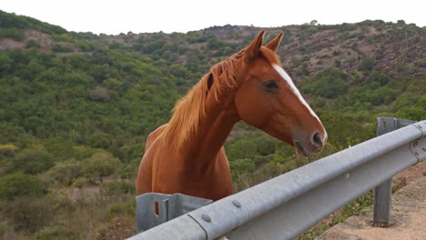 beautiful brown stallion looking over protection fence near highway side, handheld view