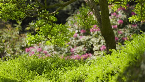 Exuberante-Vegetación-En-El-Jardín-Botánico