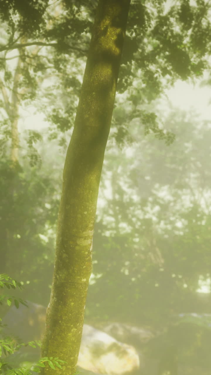 Misty forest adventure during early morning light awakening nature