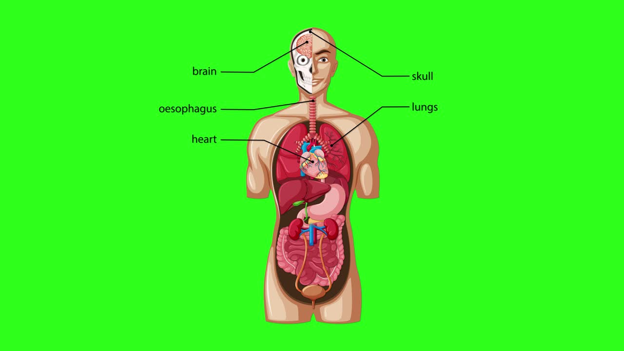 A digital animation reveals and labels internal human organs in a frontal anatomical view, with smooth transitions and a vibrant green chroma key background