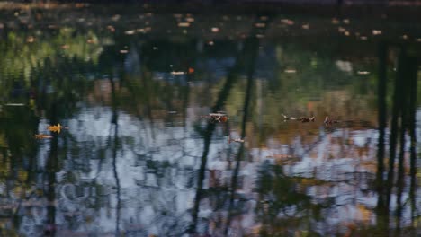 Blätter,-Die-Im-Herbst-Auf-Dem-Teich-Schwimmen,-Mit-Bunten-Bäumen,-Die-Sich-Im-Wasser-Spiegeln