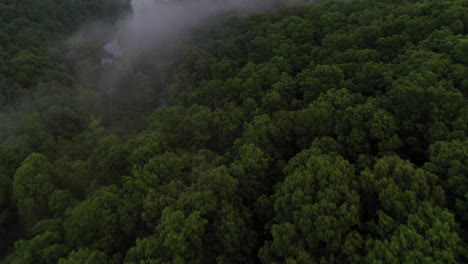 dark and moody forest treetops in aerial drone view