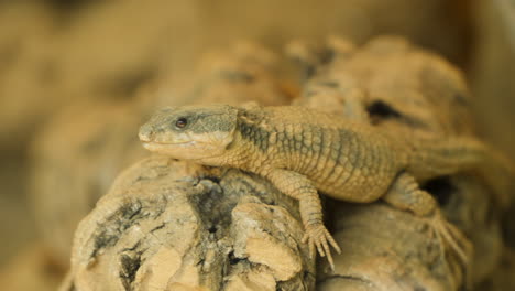 Tropical-Girdled-Lizard-blends-into-surroundings,-Ecorium-Botanical-Garden