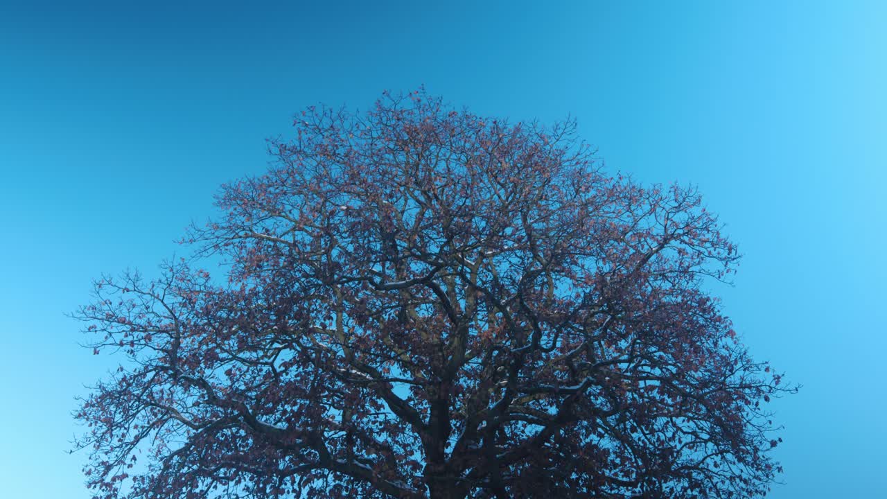 Focus pull of wide bare tree under clear blue winter sky in early morning light