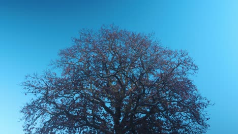 focus pull of wide bare tree under clear blue winter sky in early morning light