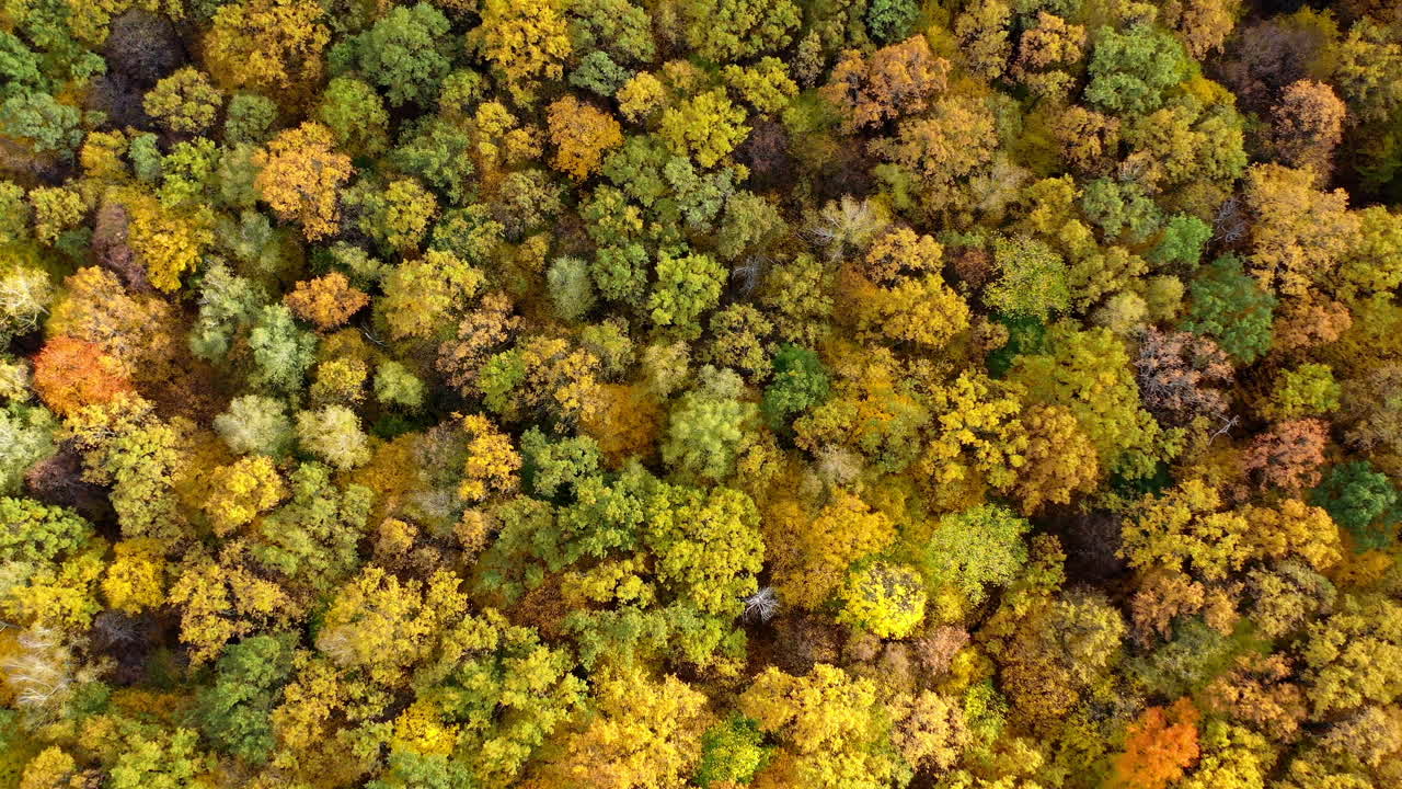 Motion camera view of the forest at fall. Drone flying over colorful trees in autumn season. Amazing nature scenery. Aerial view