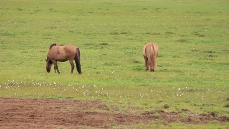 Caballos-Islandeses-Mordiendo-Hierba-En-Un-Campo-En-Islandia