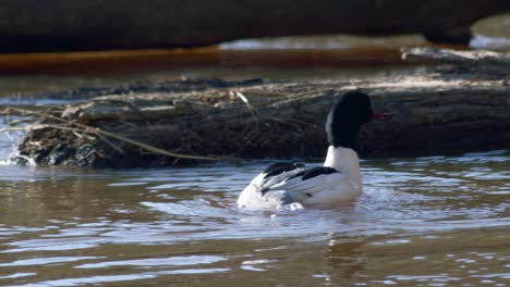 common merganser male swimming in river and diving