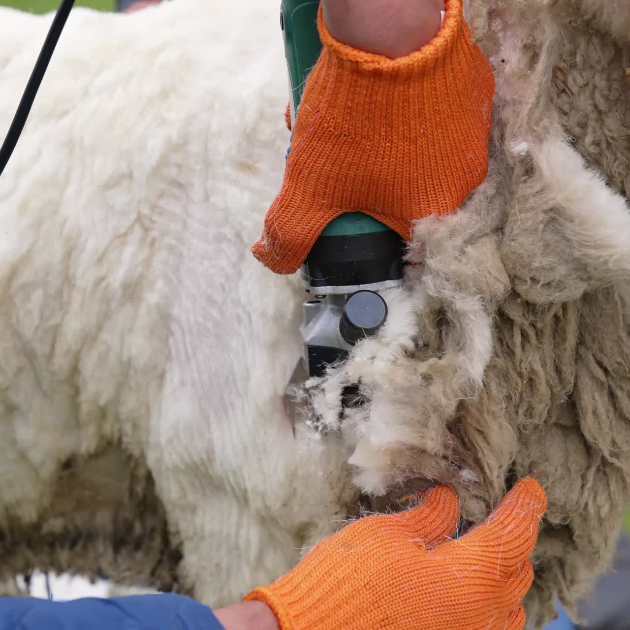 Sheep sheared by farmer. Close up shot of sheep shearing on farm