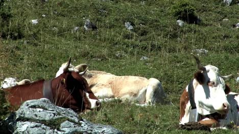 pastos de montaña con vacas en los alpes bávaros cerca de sudelfeld, alemania-7