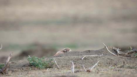 Entzückende-Baby-Grabkauz,-Die-Allein-Hinter-Sand-Läuft