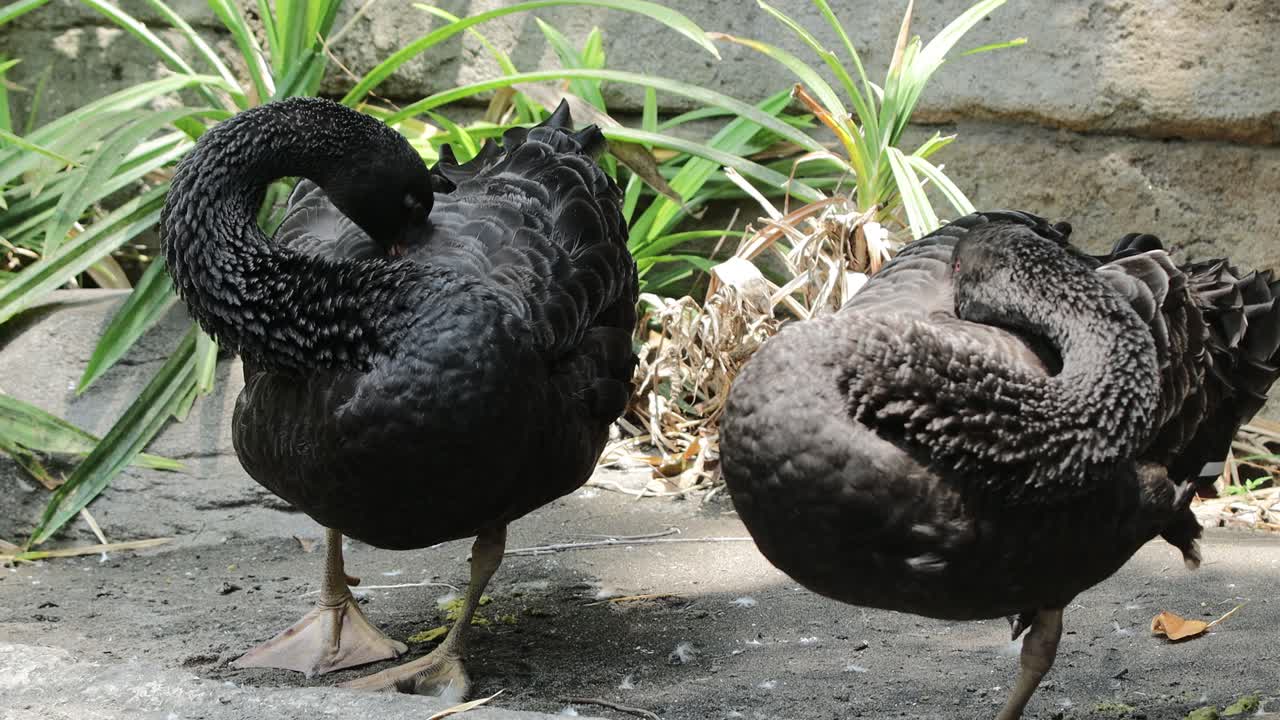 Black Swans Preening
