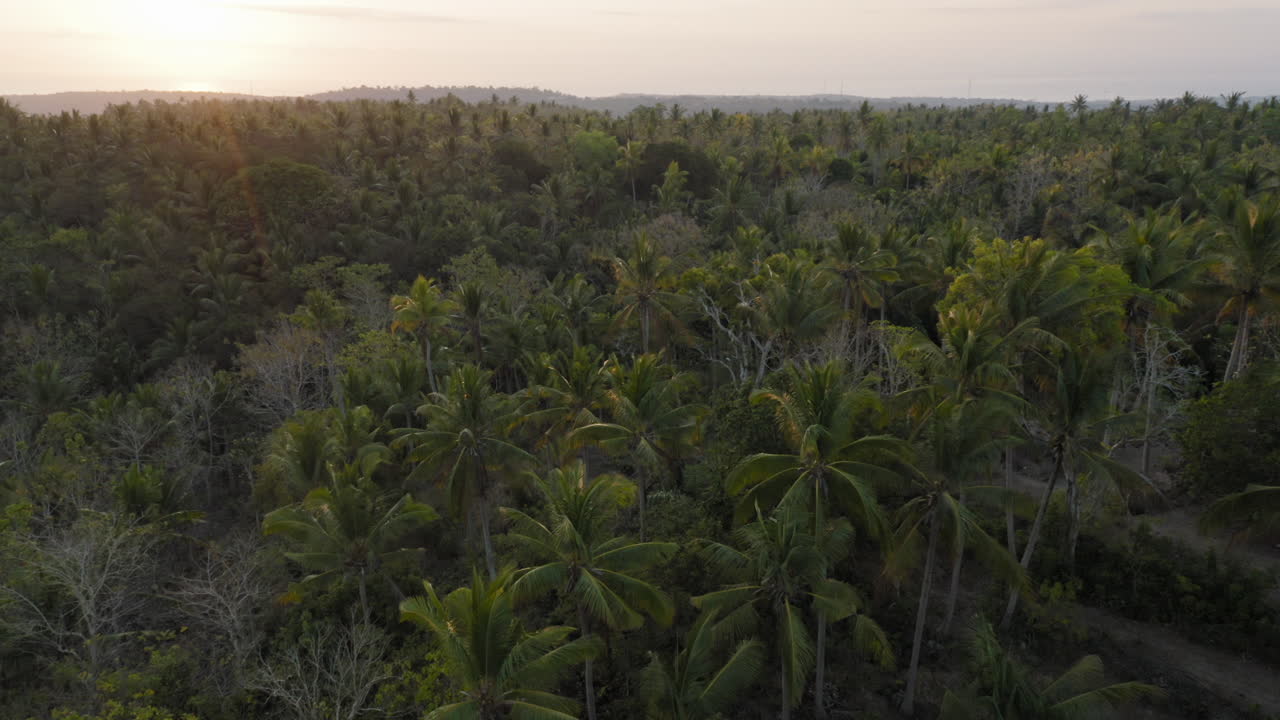 vista aérea de palmeras drone volando sobre el bosque tropical por encima del dosel al amanecer hermoso paisaje verde de indonesia viaje de viaje