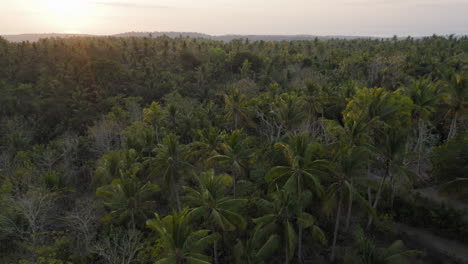 vista aérea de palmeras drone volando sobre el bosque tropical por encima del dosel al amanecer hermoso paisaje verde de indonesia viaje de viaje