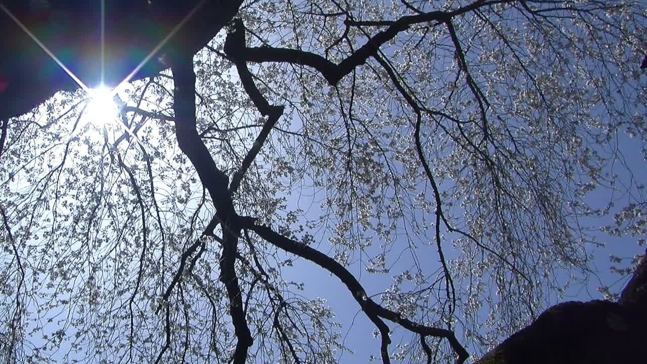 벚꽃에서 일본 가옥 외관까지 카메라 지브