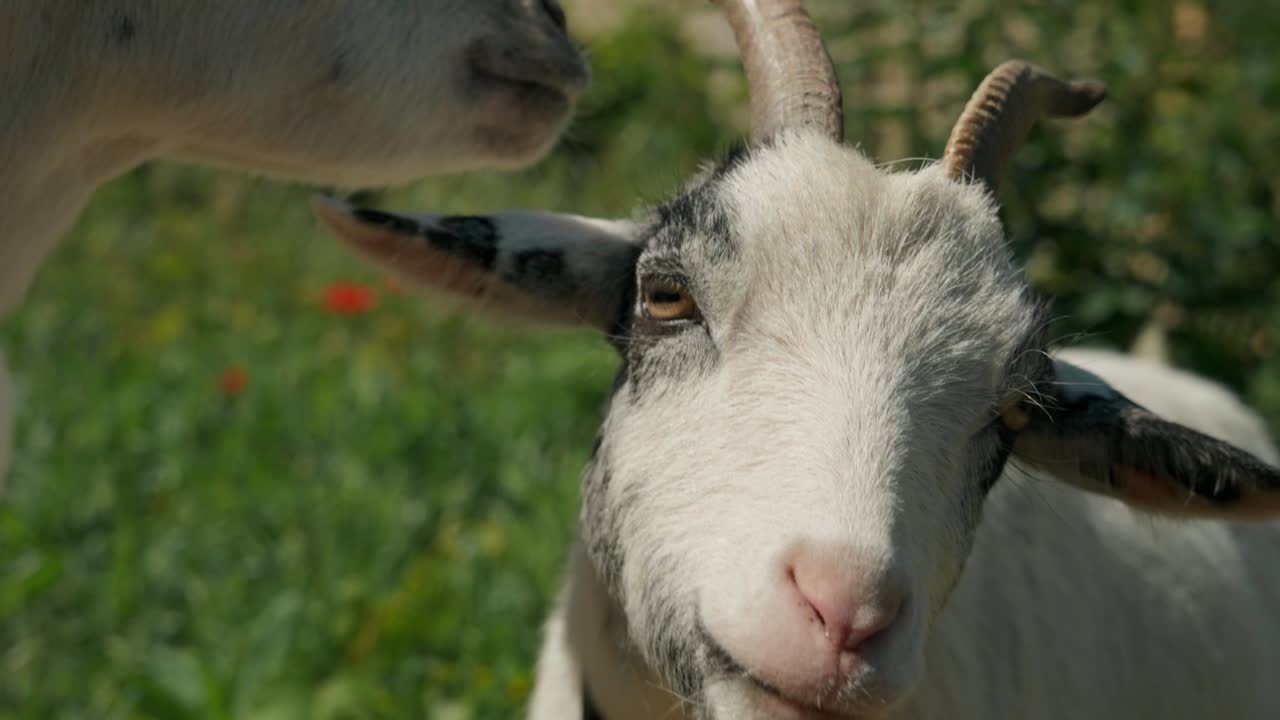 Profilansicht eines weißen Ziegenkopfes mit Hörnern, der zur Seite blickt, in der französischen Landschaft. Nahaufnahme, die das Tiergesicht und die Fellstruktur detailliert zeigt.