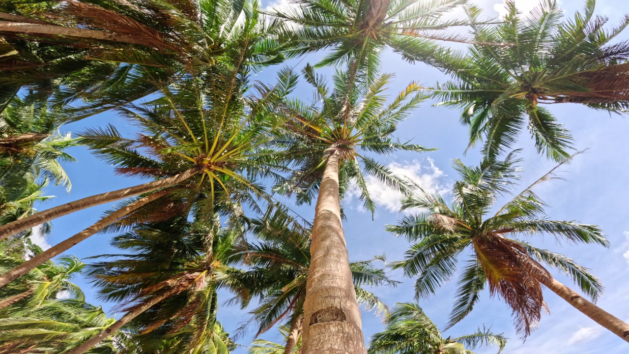 Low angle shot of coconut trees framing blue sky in serene Philippine paradises