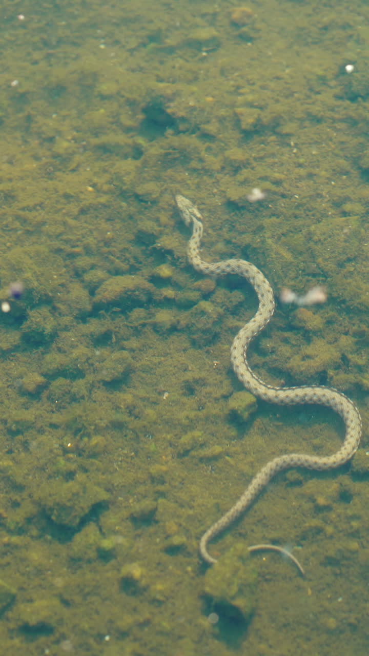Snake floats under the surface of the water. Snake under water. Vertical video