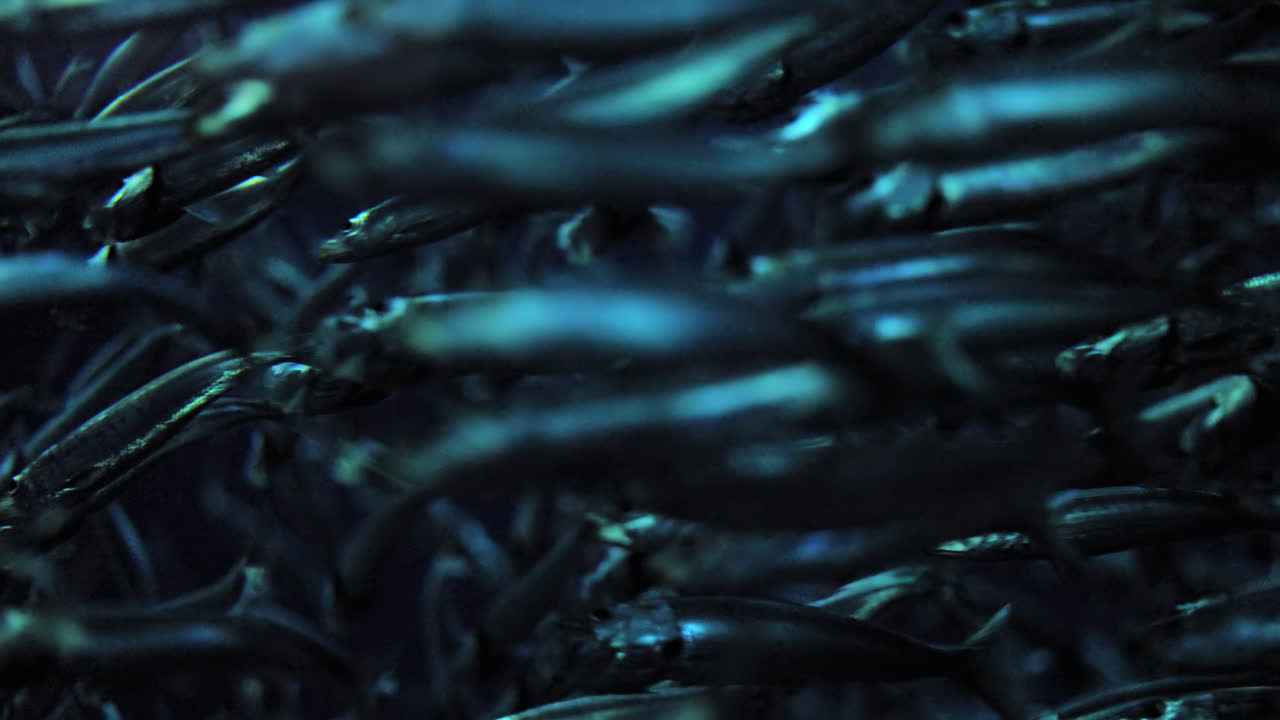 тихоокеанские сардины учатся в организованном хаосе, вблизи