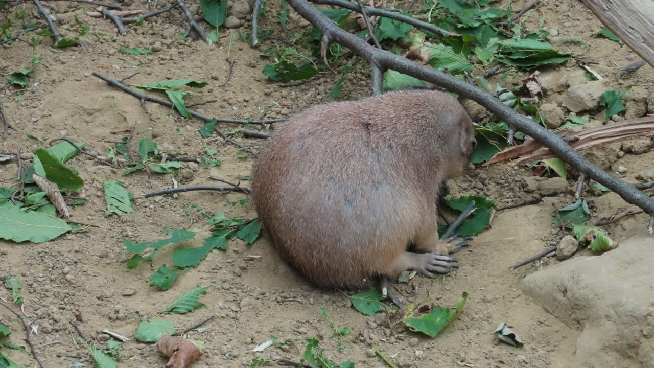 Cute prairie dog eating grass, back view