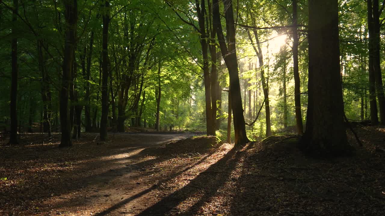 la luz del sol filtrándose a través de un bosque