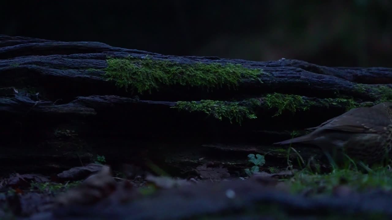 Un piccoloMicrotus agrestis si affretta attraverso una foresta muschiosa in condizioni di scarsa illuminazione, esplorando la copertura del suolo, al rallentatore