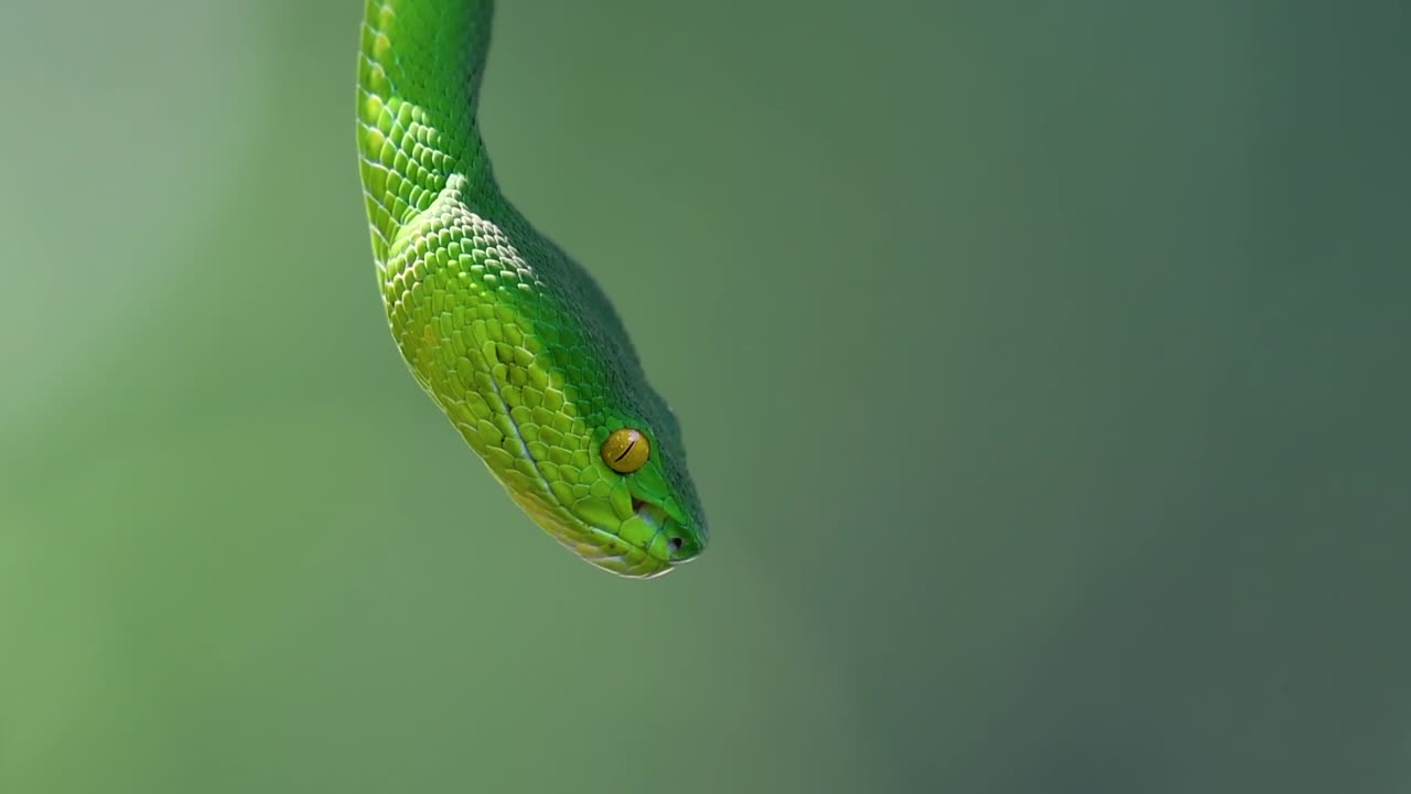 белощекая питвипер - ядовитая питвипер, эндемик юго-восточной азии, часто встречается ночью, поджидая на ветке или сучьях дерева вблизи водоема с большим количеством пищи.