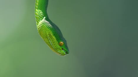 The-White-lipped-Pit-Viper-is-a-venomous-pit-viper-endemic-to-Southeast-Asia-and-is-often-found-during-the-night-waiting-on-a-branch-or-limb-of-a-tree-near-a-body-of-water-with-plenty-of-food-items