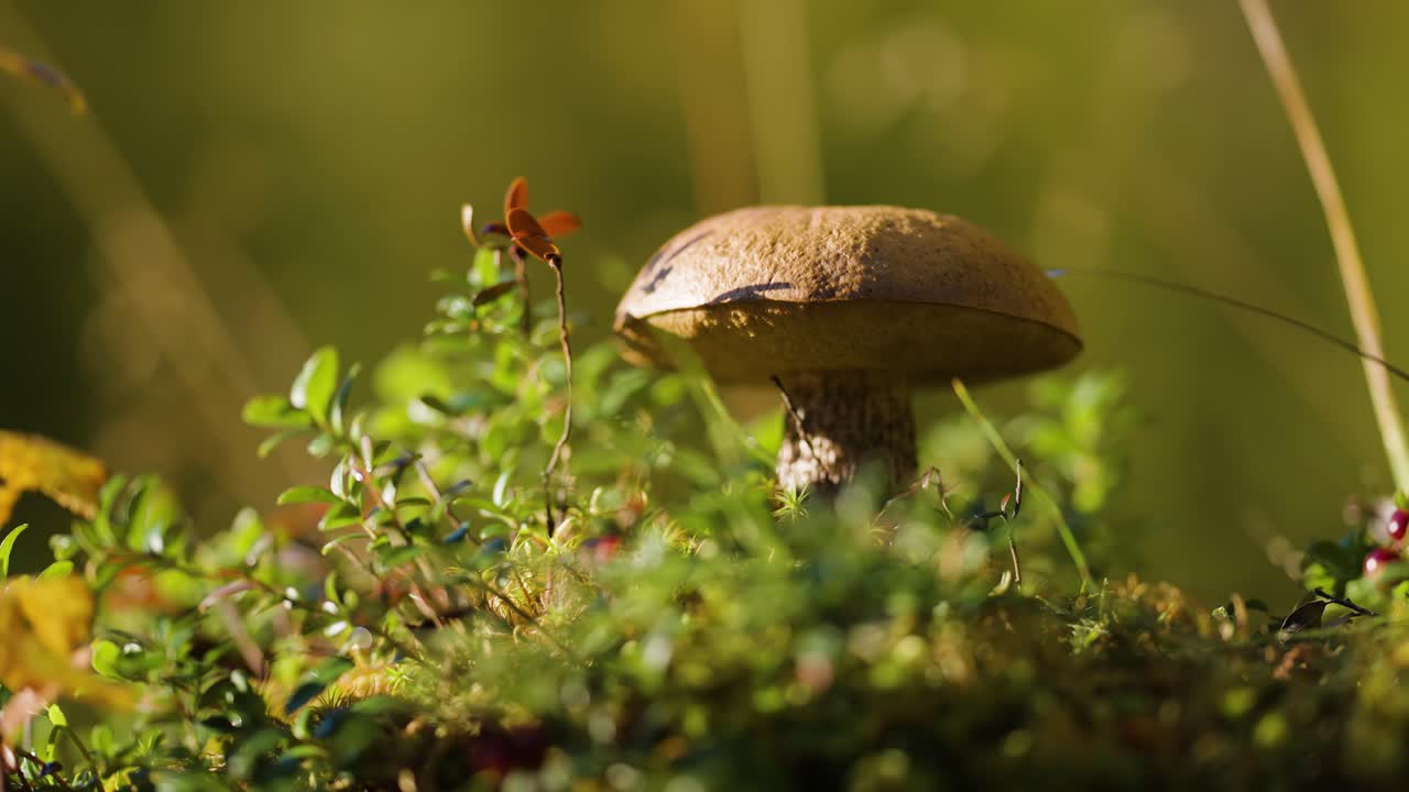 A mushroom in the colorful forest undergrowth