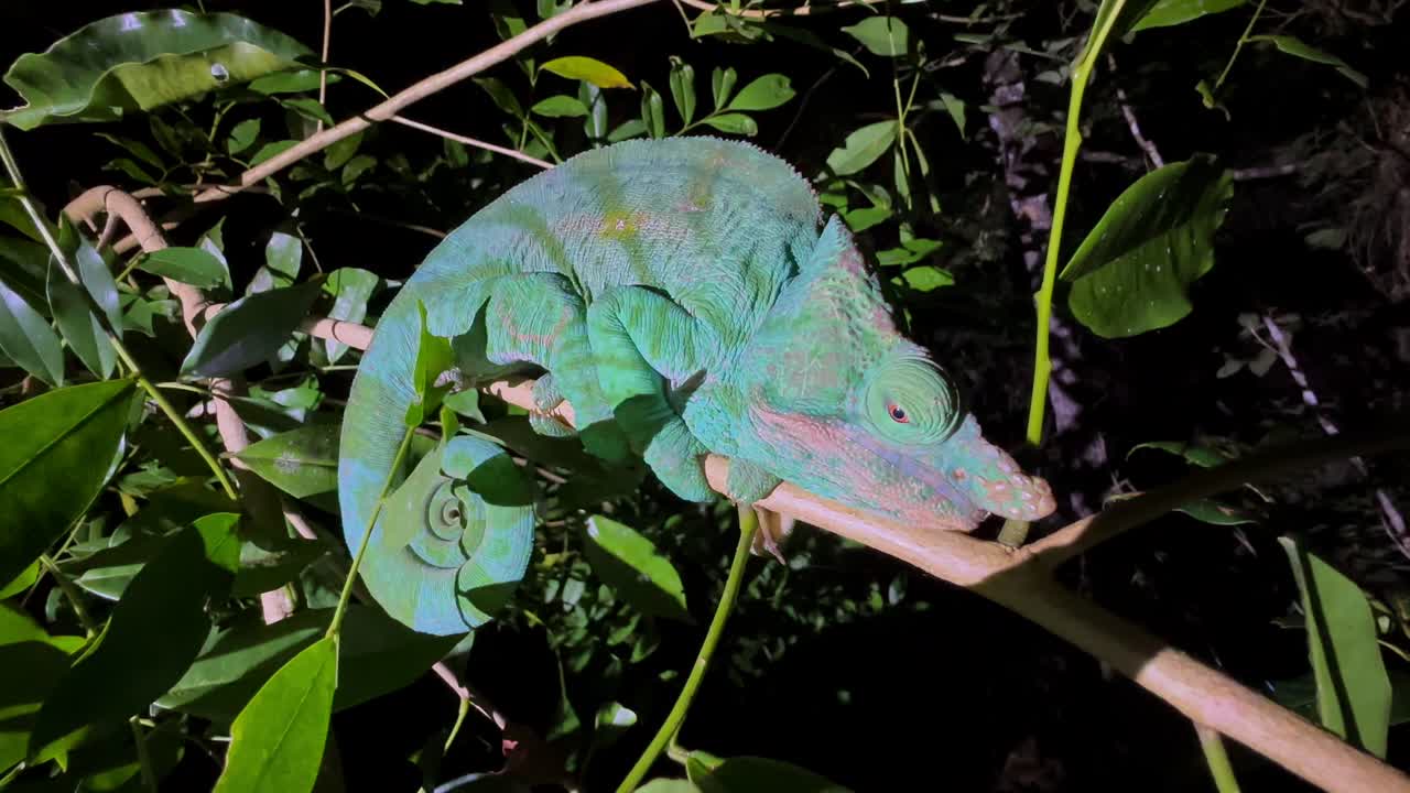 Parson's chameleon (Calumma parsonii) on a branch in Andasibe-Mantadia National Park, Madagascar