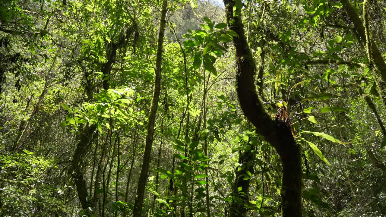 Laurel subtropical forest tropical rainforest dense humid vegetation andean forest