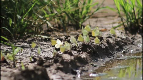 butterflies by the water